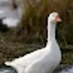 TheGoose48