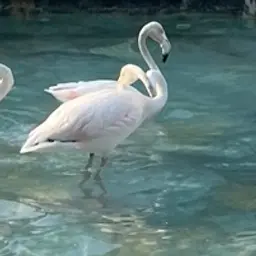 dhogmaa