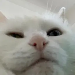 olaolatg