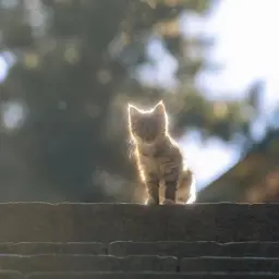 xello