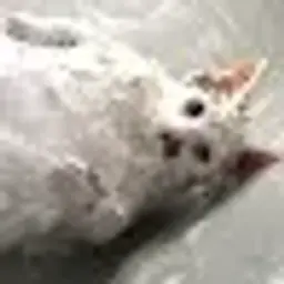 Ловмба
