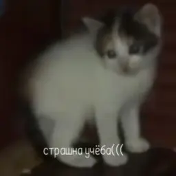 zozyan