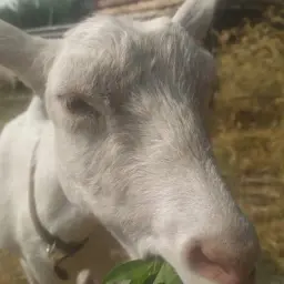 vityaclicklak