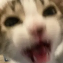 kickflicker