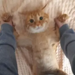 ssss_ssss