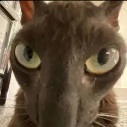 kzips
