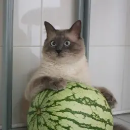 kotarbyzniy