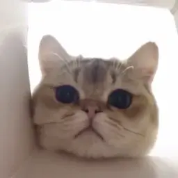 Good_cat02