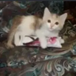 Viayadan