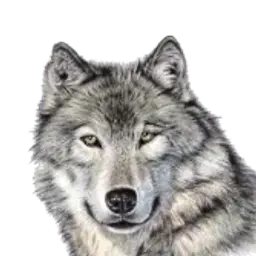 vardamashan1