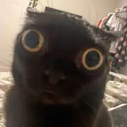 swindlesquirt