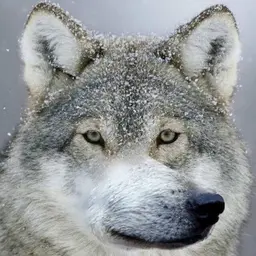 Sllxe
