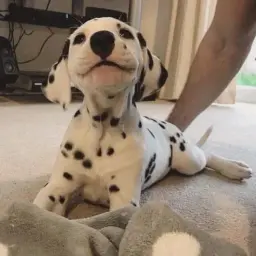 snowy_yt