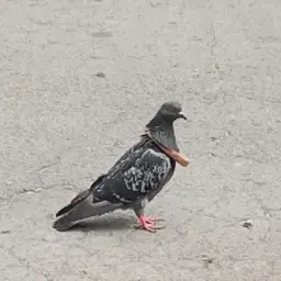 lidfromindia