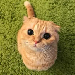 Codelynor