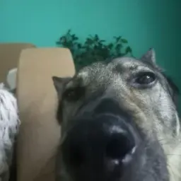 v0idddd