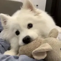 dezolewhydie