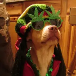 likeweed