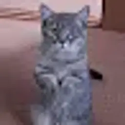 the_cat55
