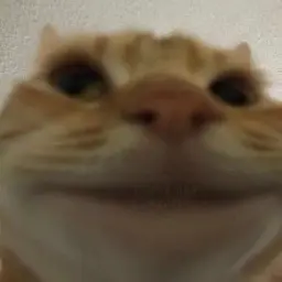 novokeki_ludu