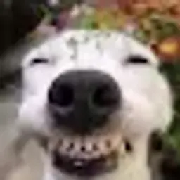 adfaafaf