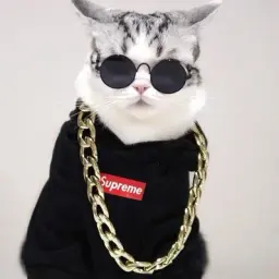 dimonstrr