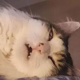 AngryJoch