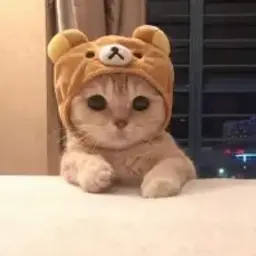 Feddyv37