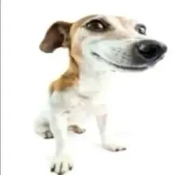 thelegor