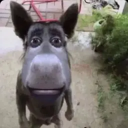 рауеег