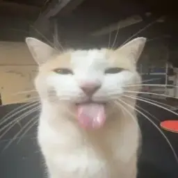noBeJIuTeJIb