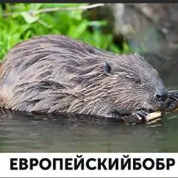 бобрёныш