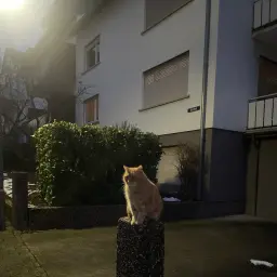 Barkleys