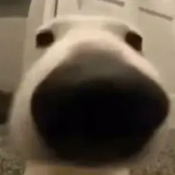 GustavoVamp