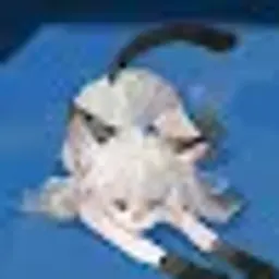 asirante
