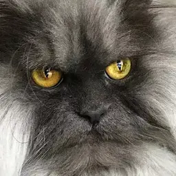 OldSpice