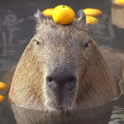 CApyBaRA1