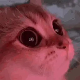 nekochanik