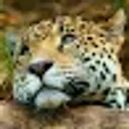 WolfRAMi4