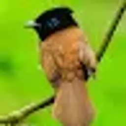 TiccameYT