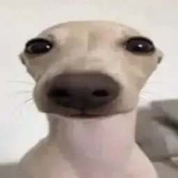 ly3rr