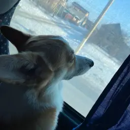 Брюс