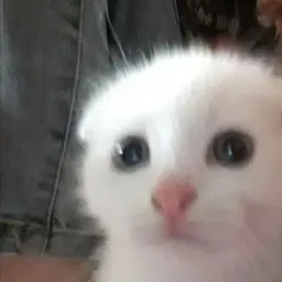 pikachy3