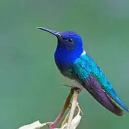 HummingBird