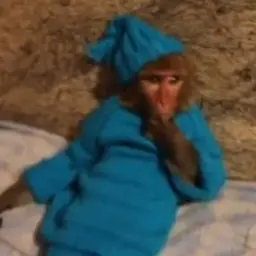 gnomX