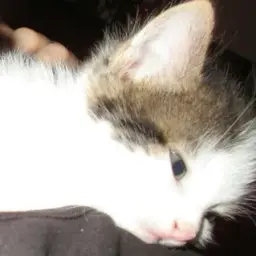 wokeupsinsovi