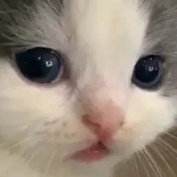 pussymistt