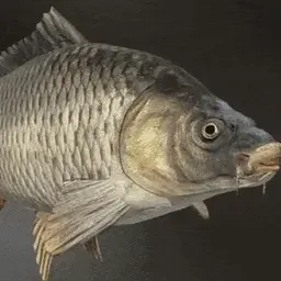 риба