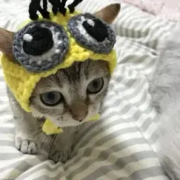 shiniii