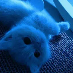 AngryCat307